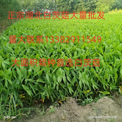 水生植物慈姑苗茨菇苗慈菇草水培花卉净化水湖北白茨菇苗高产