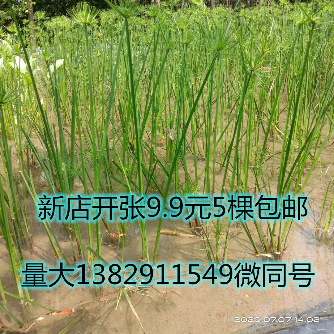 纸莎草细叶莎草多年生龟池湿地公园造景耐寒耐热耐阴水生挺水植物