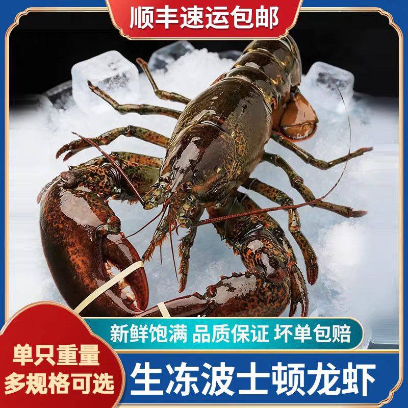 进口波士顿龙虾加拿大新鲜生冻特大10斤整只波龙澳龙宴席送礼佳品