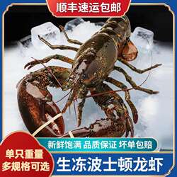 进口波士顿龙虾加拿大新鲜生冻特大10斤整只波龙澳龙宴席送礼佳品