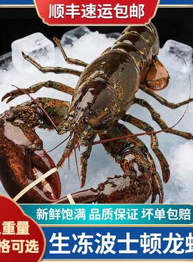 进口波士顿龙虾加拿大新鲜活冻特大10斤整只波龙澳龙宴席送礼佳品