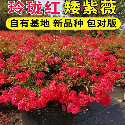 玲珑红矮紫薇花苗盆栽