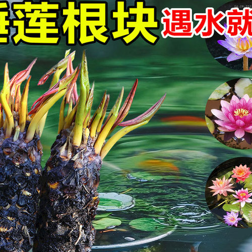 睡莲根块池塘水培植物