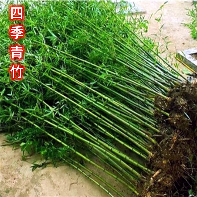 竹子苗庭院耐寒竹苗室外北方紫竹苗黄金竹罗汉竹观赏竹子盆栽绿植