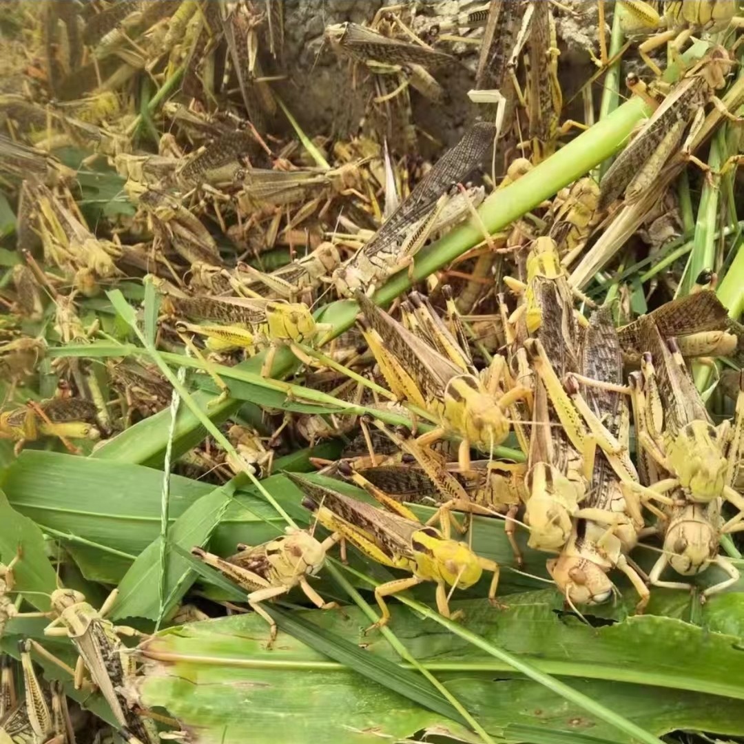 蚂蚱蝗虫丁蜢蚱蜢活虫东亚飞蝗画眉鸟食虫子蝎子胡蜂饲料爬虫宠物