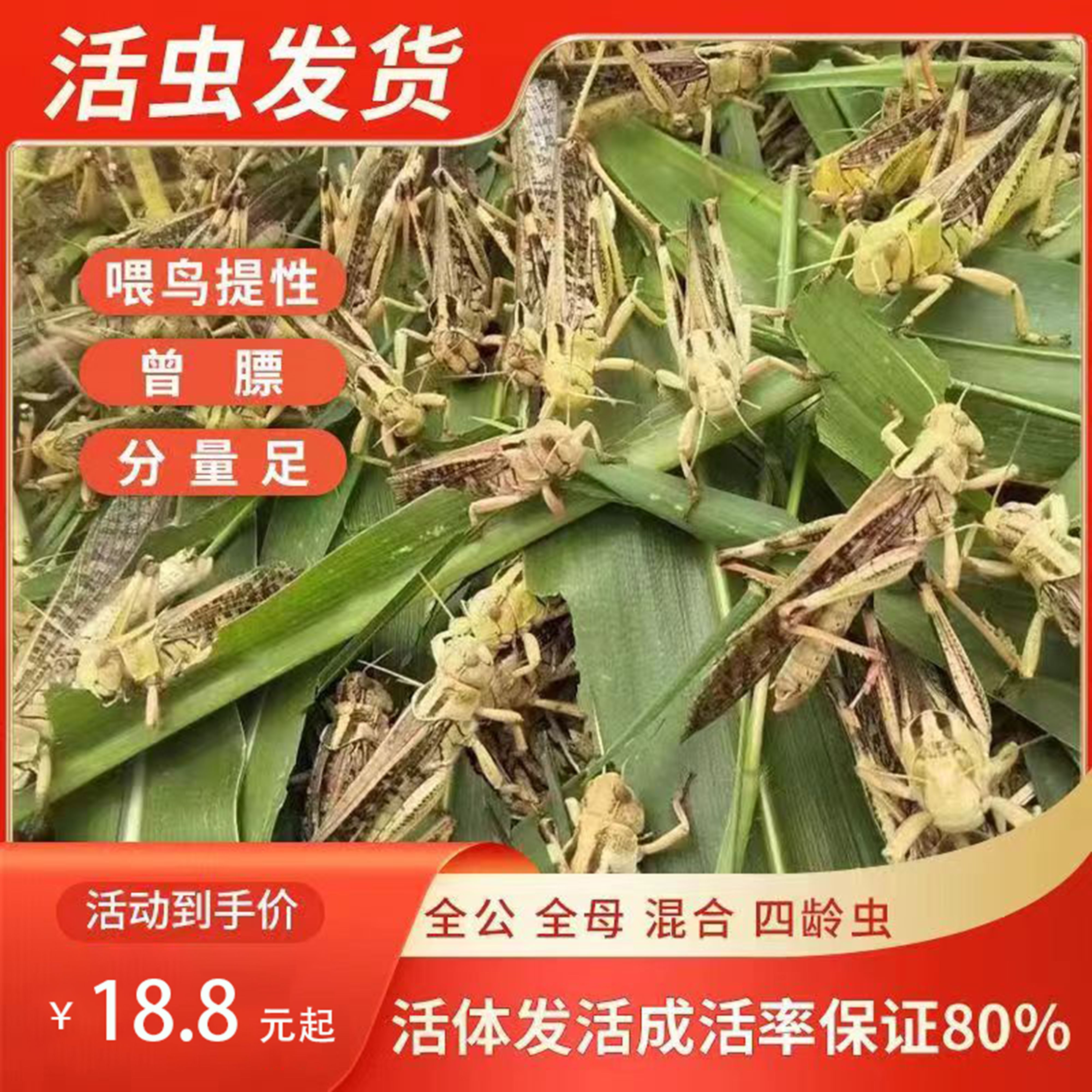 蚂蚱蝗虫丁蜢蚱蜢活虫东亚飞蝗画眉鸟食虫子蝎子胡蜂饲料爬虫宠物