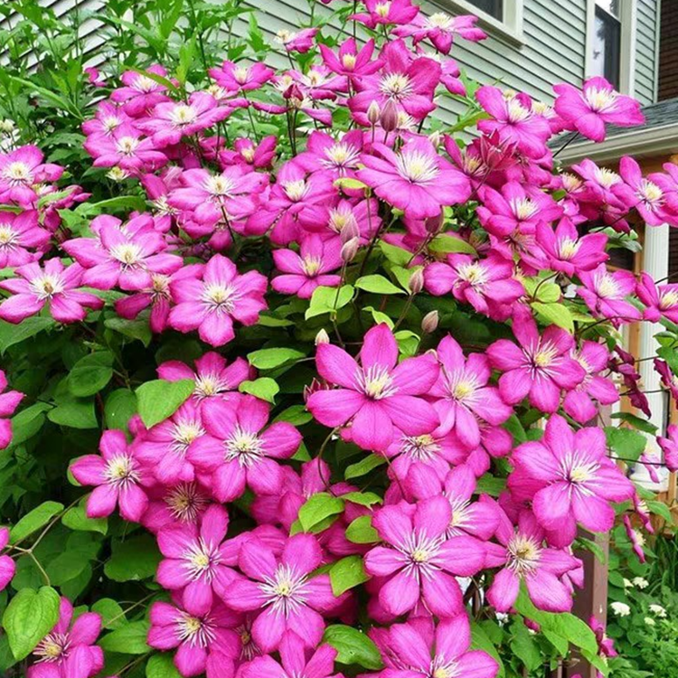 铁线莲里昂村庄三类晚花爬藤植物