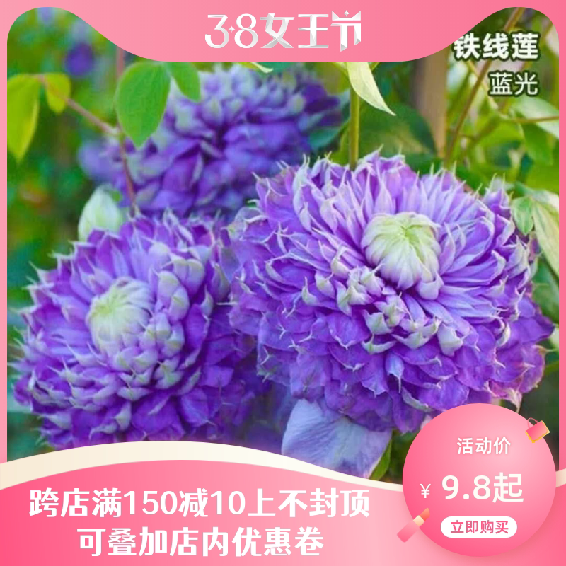 鸣翔月季园艺| 蓝光  铁线莲扦插小苗  攀援爬藤花苗阳台植物盆栽