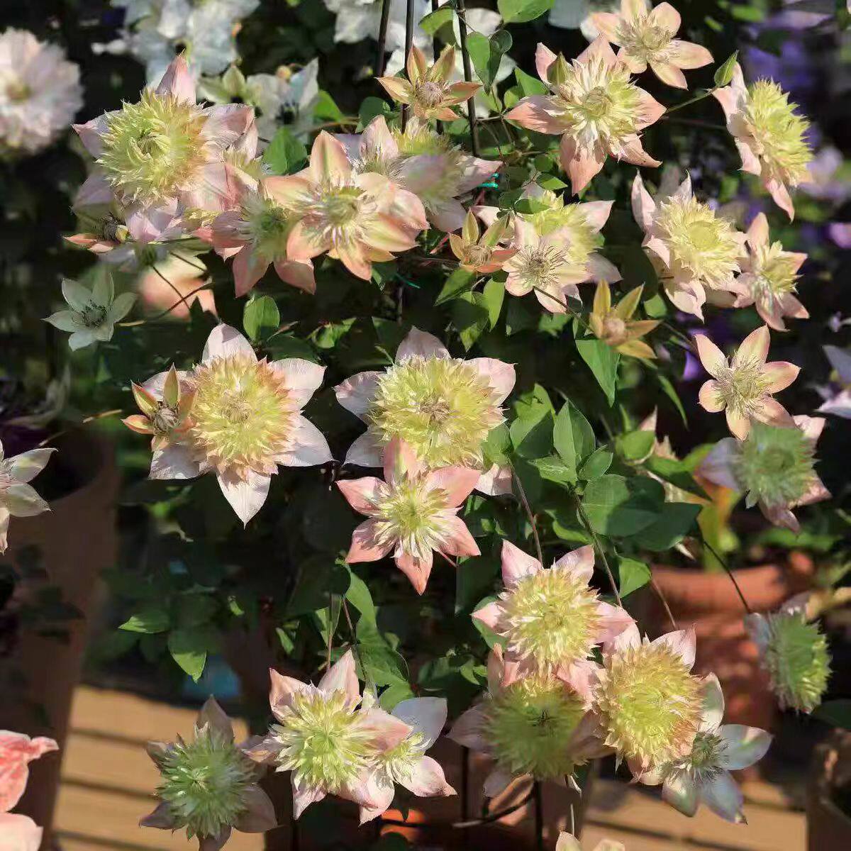 鸣翔园艺铁线莲昼天使F系佛罗里达组爬藤植物盆栽花苗庭院楼顶阳