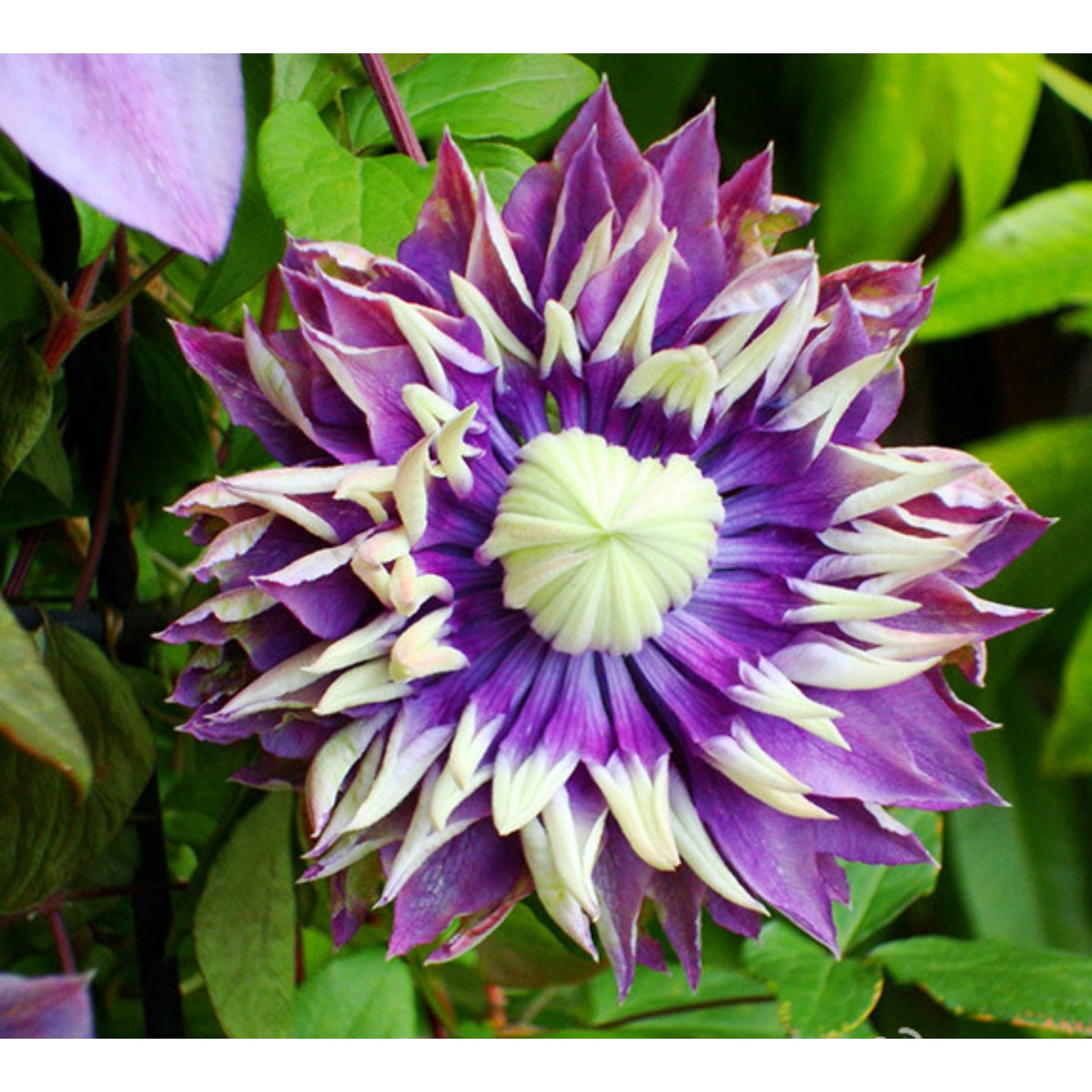 鸣翔园艺大河铁线莲重瓣攀援爬藤花苗阳台庭院室外植物盆栽花卉