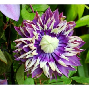 鸣翔园艺大河铁线莲重瓣攀援爬藤花苗阳台庭院室外植物盆栽花卉