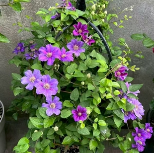 铁线莲爱炫三类爬藤植物阳台庭院盆栽花苗花卉耐寒耐热易成活