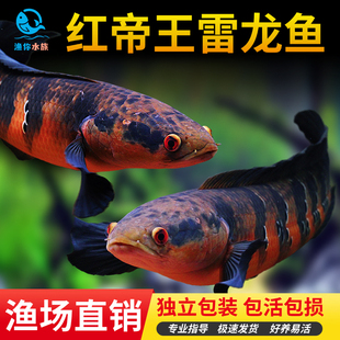 红帝王雷龙鱼活中大型热带观赏鱼中加红帝王黑魔神雷龙鱼凶猛淡水