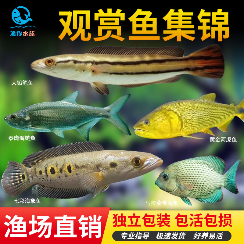铅笔鱼七彩海象鱼泰庞海鲢鱼马拉莫宝石鱼黄金河虎大型观赏鱼耐活