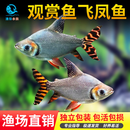 直纹银凤热带泰国活鱼