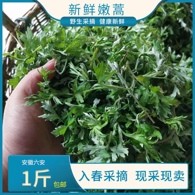 安徽六安新鲜蒿子天然食用白蒿艾蒿大别山蒿子粑粑原料 现采现发