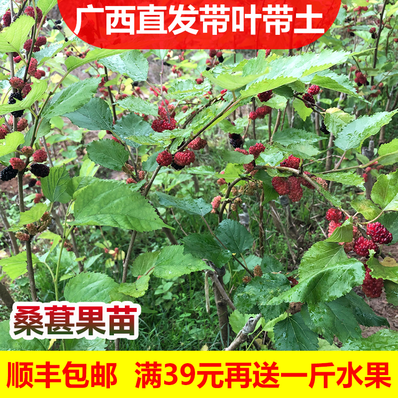包邮正宗台湾长果桑苗带果嫁接桑葚树苗无籽黑桑果树四季开花结果
