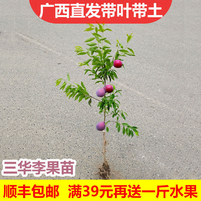 红布林南方种植庭院李子树苗图片