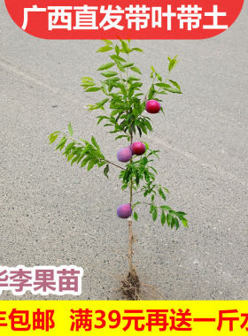 红布林南方种植庭院李子树苗