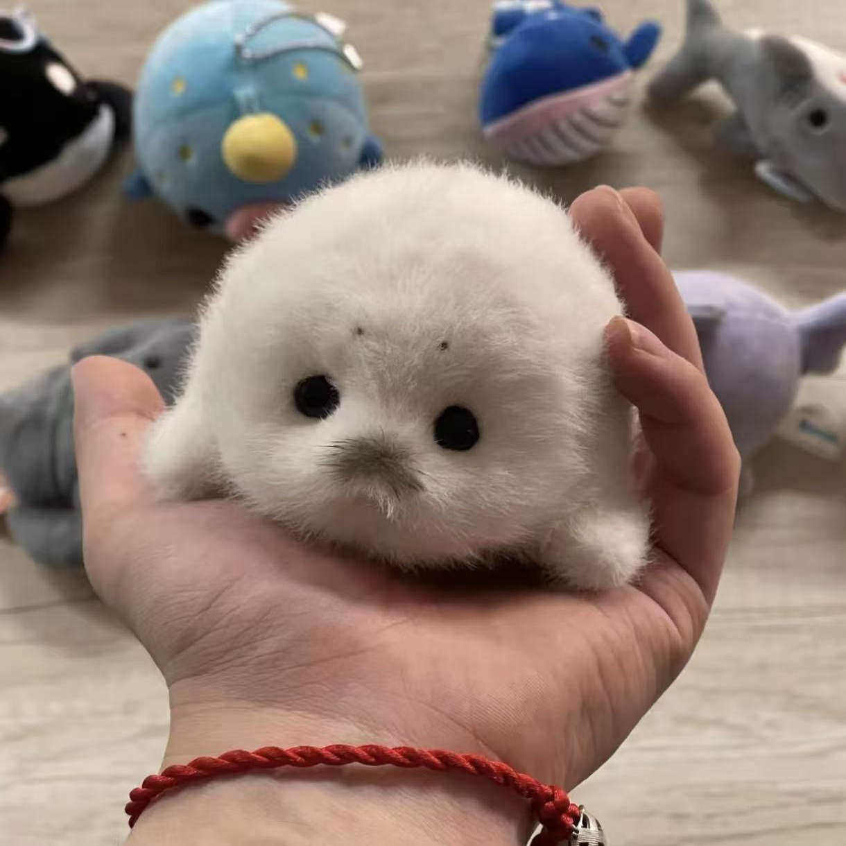 托卡熊海豹可爱毛绒海豹超萌单手持握毛绒柔软海豹公仔玩偶系列,模玩/动漫/周边/娃圈三坑/桌游,棉花娃娃/毛绒玩具娃衣,淘宝优惠券,粉丝福利购,淘宝优惠卷