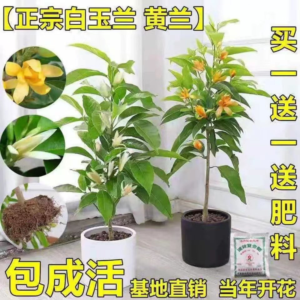 【买一送一】白玉兰树苗庭院植物玉兰花盆栽花卉室内盆景四季易活