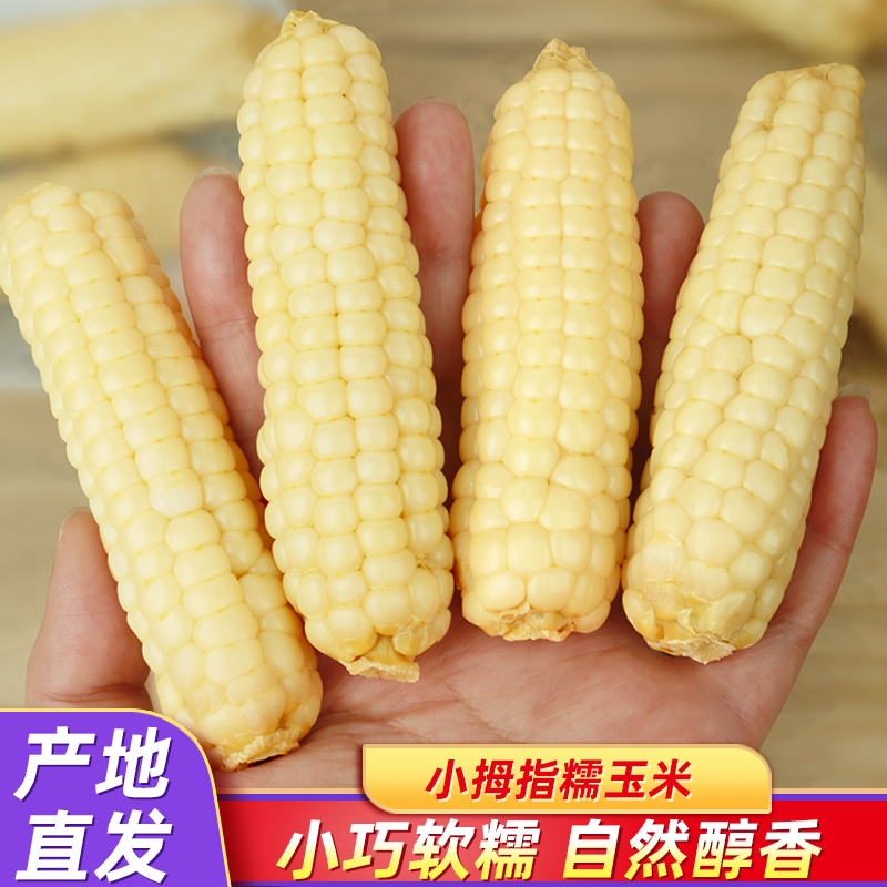 软糯香甜手指玉米宝宝可食