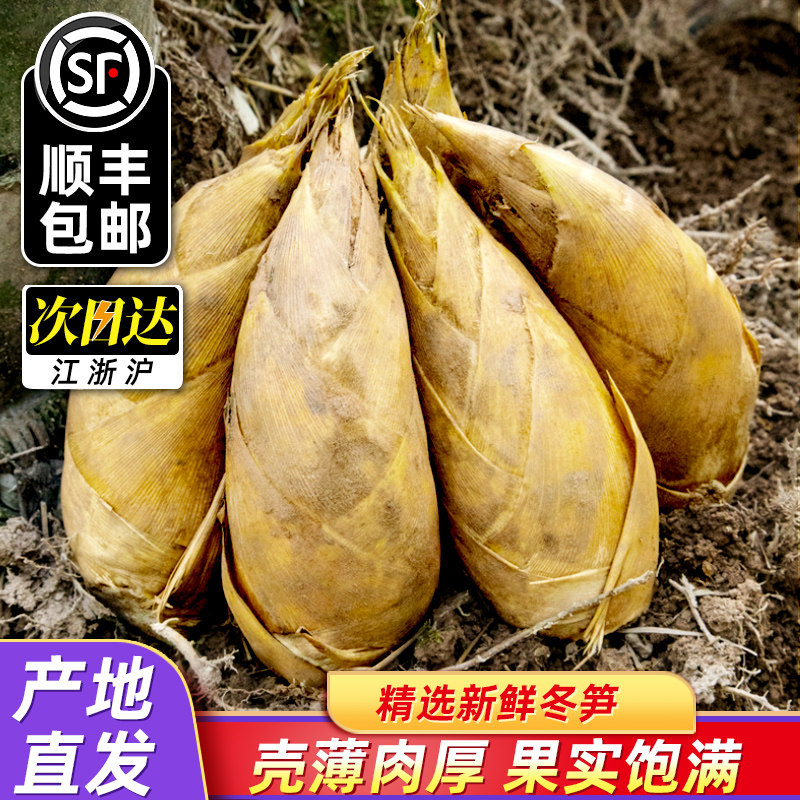 冬笋新鲜现发毛竹笋天目鲜笋春笋腌笃鲜大毛笋嫩笋尖新鲜冬笋