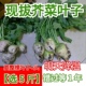 新鲜芥菜叶子英子缨子芥菜芥菜疙瘩樱子腌制咸菜泡菜2026现拔小果