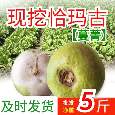 新鲜恰玛古上市新疆柯坪县芜菁蔓菁腌制3-5斤河南新鲜蔓菁包邮