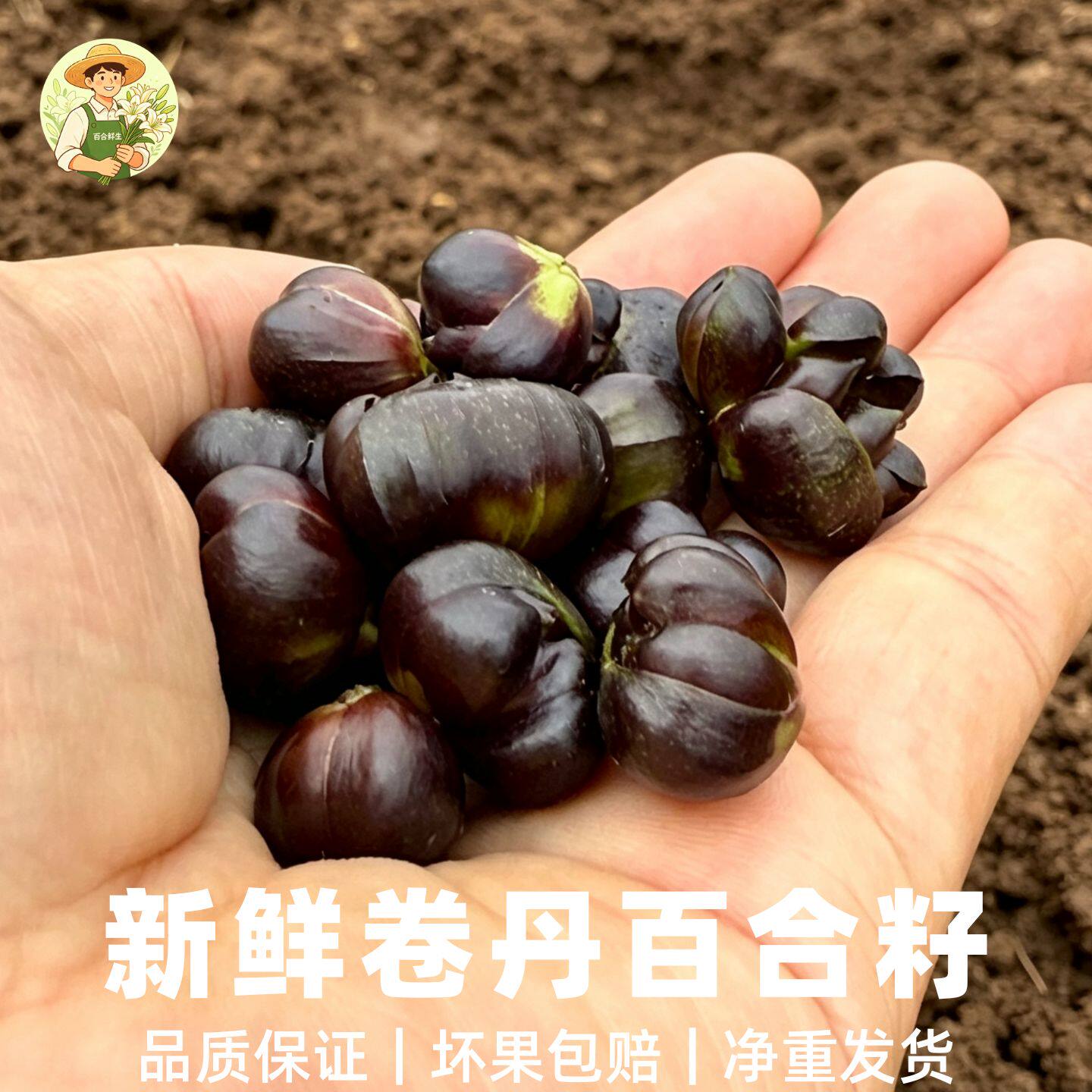 当季现摘卷丹百合籽微苦可煮粥