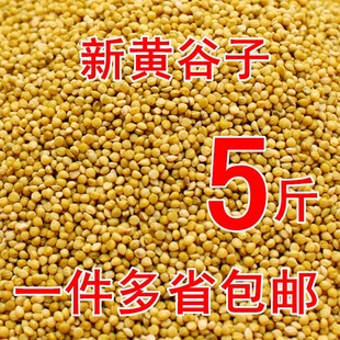 新黄谷子带壳小米虎皮鹦鹉饲料鸟食玄风牡丹中小型谷子粮食文鸟粮