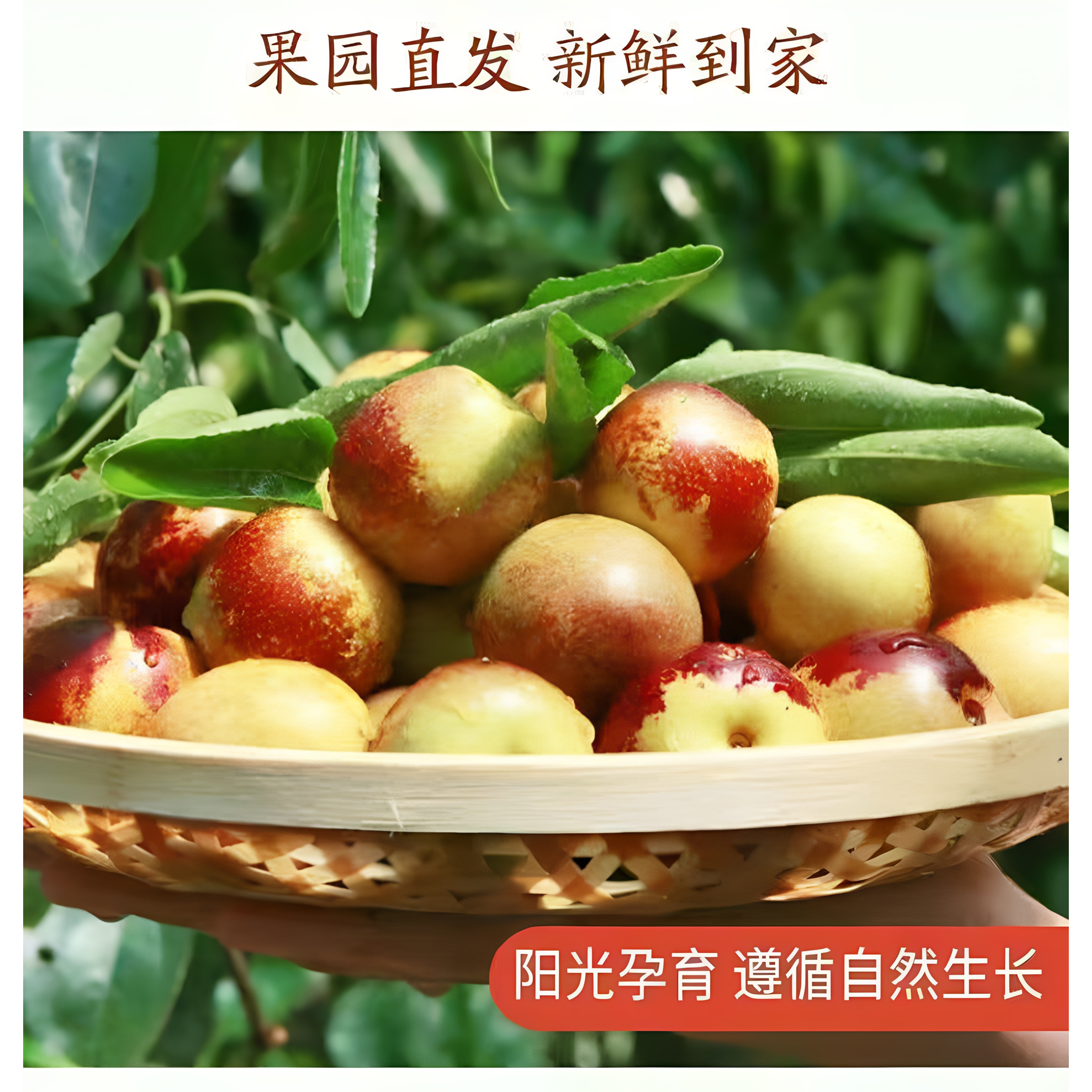 陕西大荔冬枣脆鲜礼盒顺丰包邮