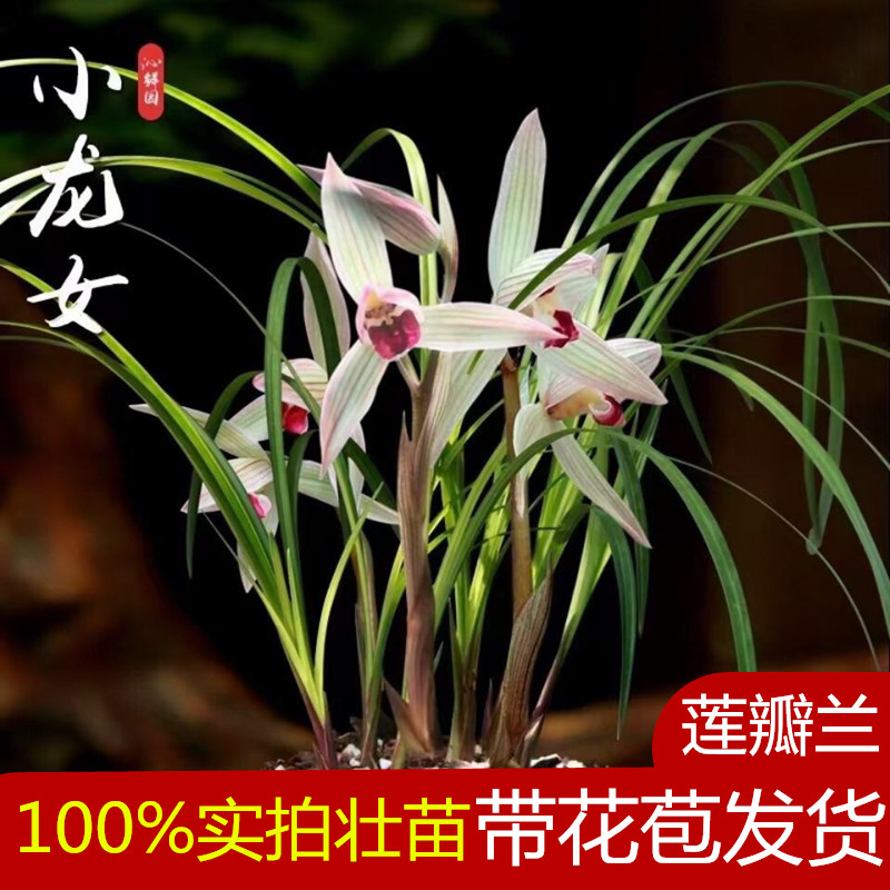 莲瓣兰带花苞浓香型室内红色盆栽