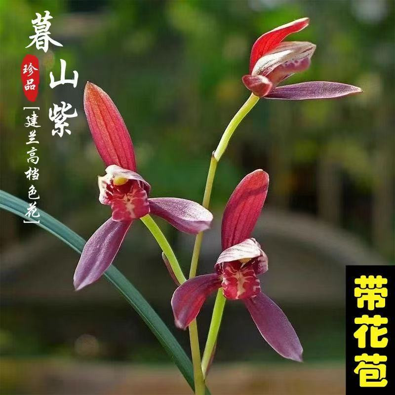 建兰暮山紫浓香带苞四季兰花苗