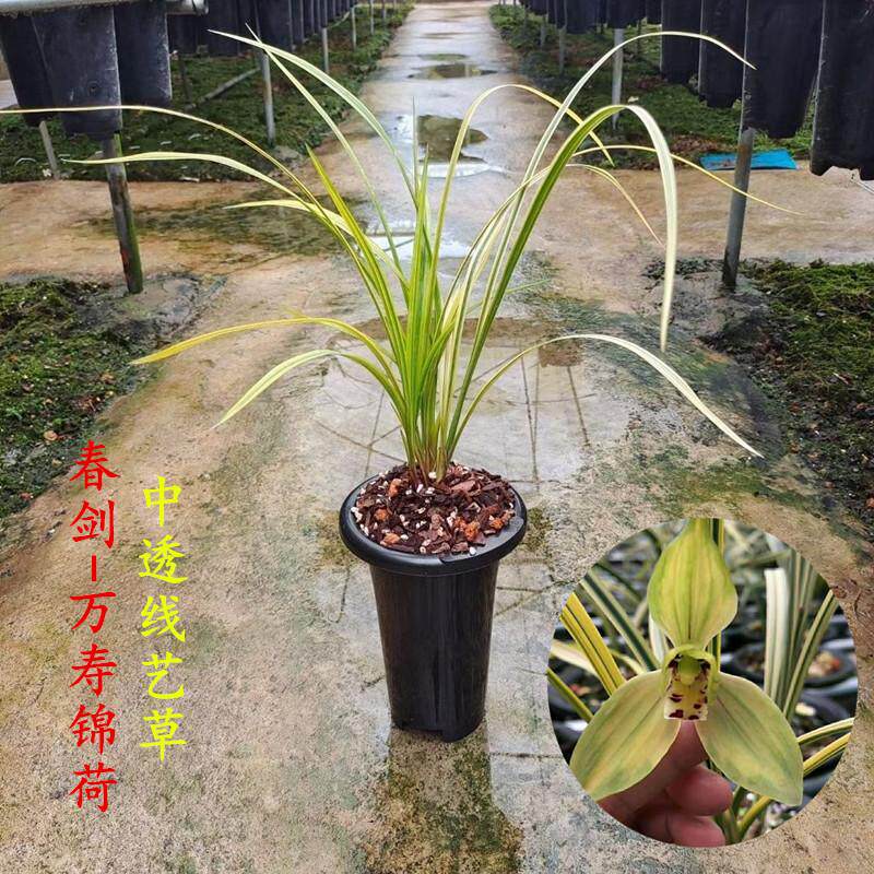 正品春剑万寿锦荷老种浓香型带花苞名贵中透丝稿线艺草细叶兰花苗