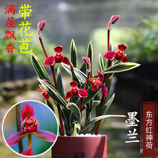 东方红神荷墨兰金边艺室内名贵带花苞中透各种盆栽浓香型兰花苗草