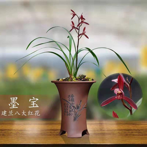 墨宝带花苞浓香型室内夏秋紫红花