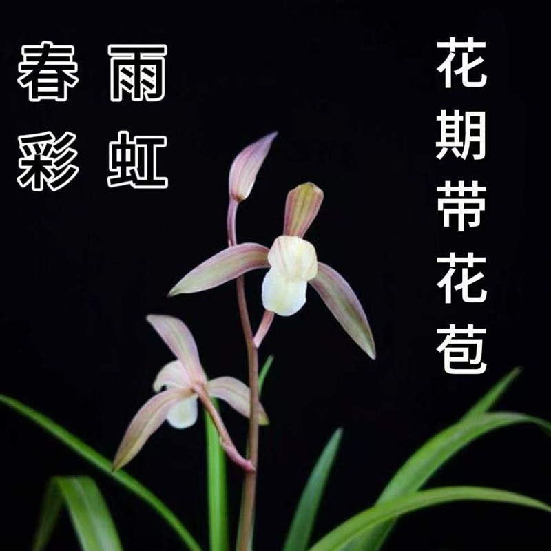 四季建兰浓香带苞发货兰花苗