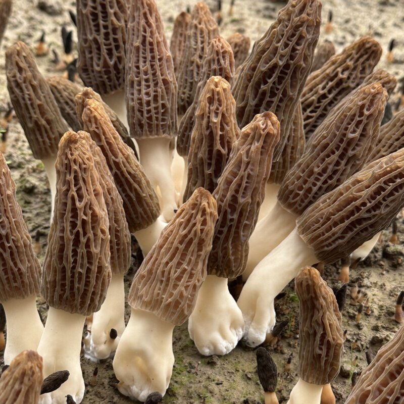 羊肚菌新鲜干货2026年新货菌菇煲汤美味可口口感鲜美精选鲜货