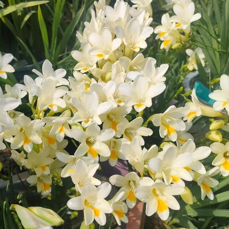原生小苍兰种子 香雪兰种球 繁殖快开花香矮小香花多年生球根花卉