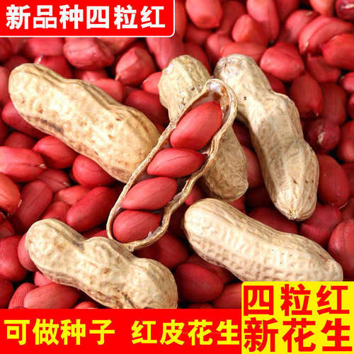 带壳四粒红花生果东北红衣花生2025年新果自然晒干老品种红皮花生