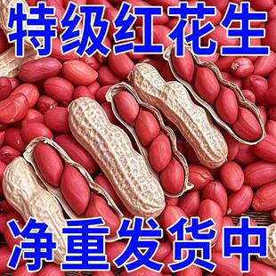 新货红皮花生新鲜河南原味生花生带壳晒干红衣花生农户自种四粒红