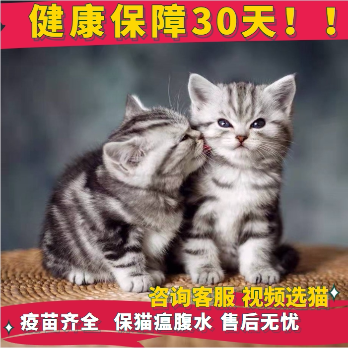 纯种美短虎斑幼猫活体加白起司猫英短蓝猫银渐层幼崽折耳宠物猫咪