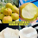 大面积果锈不影响口感礼盒装 包邮 酥脆多汁顺丰 山西隰县玉露香梨