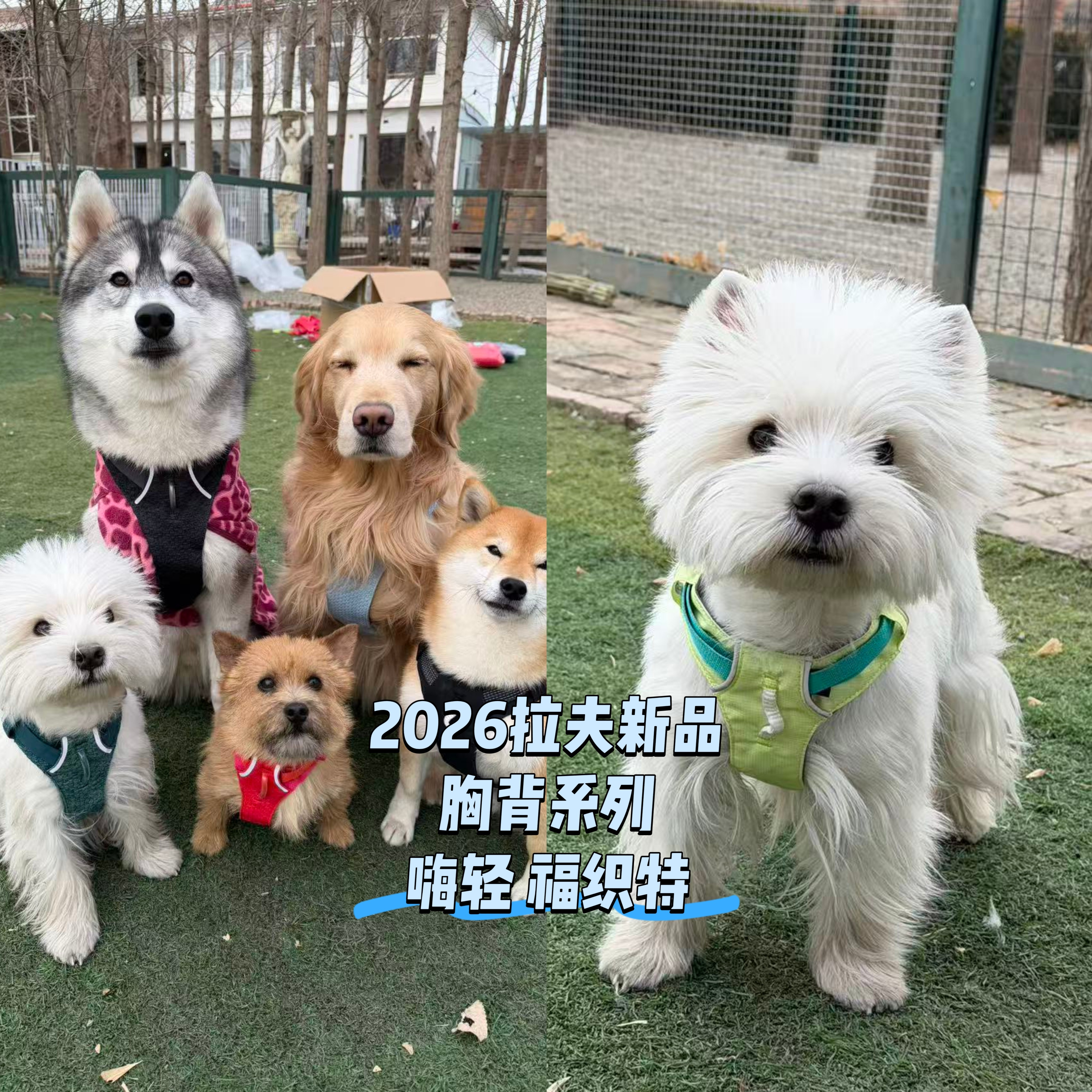 2026新品！拉夫嗨轻福织特胸背图片