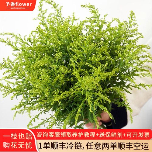 黄莺草配花云南昆明鲜花基地直发黄莺鲜花配草配叶鲜花店玫瑰配花
