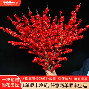 北美冬青红果真花鲜切花切枝鲜花云南基地直发家用水养插花发顺丰