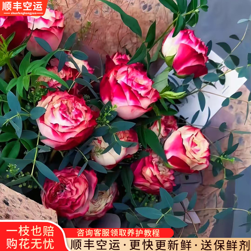 Aa级苹果杰克玫瑰鲜切花云南基地直发瓶插水养花卉顺丰空运次日达
