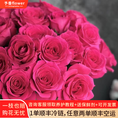 Aa级玫瑰佛洛依德云南鲜切花昆明基地斗南鲜花直发玫红色弗洛伊德