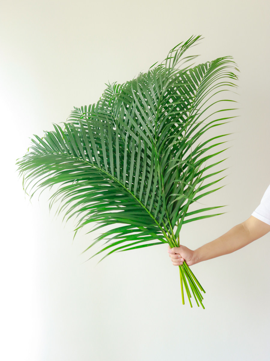 鲜切散尾葵绿植鲜花云南直发家用室内水培植物插花鲜切花散尾叶